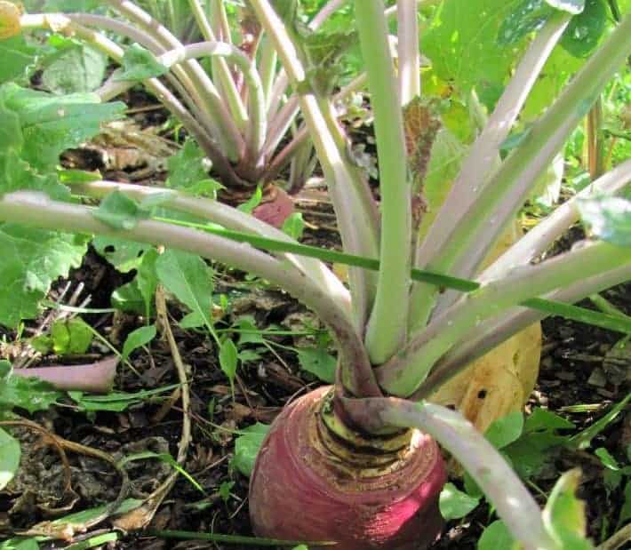 Growing root vegetables: Rutabaga