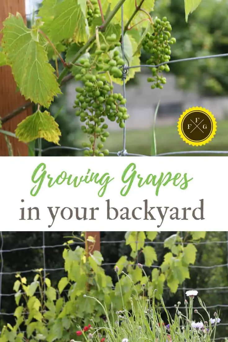 Grapevine trellis & grapevine pruning
