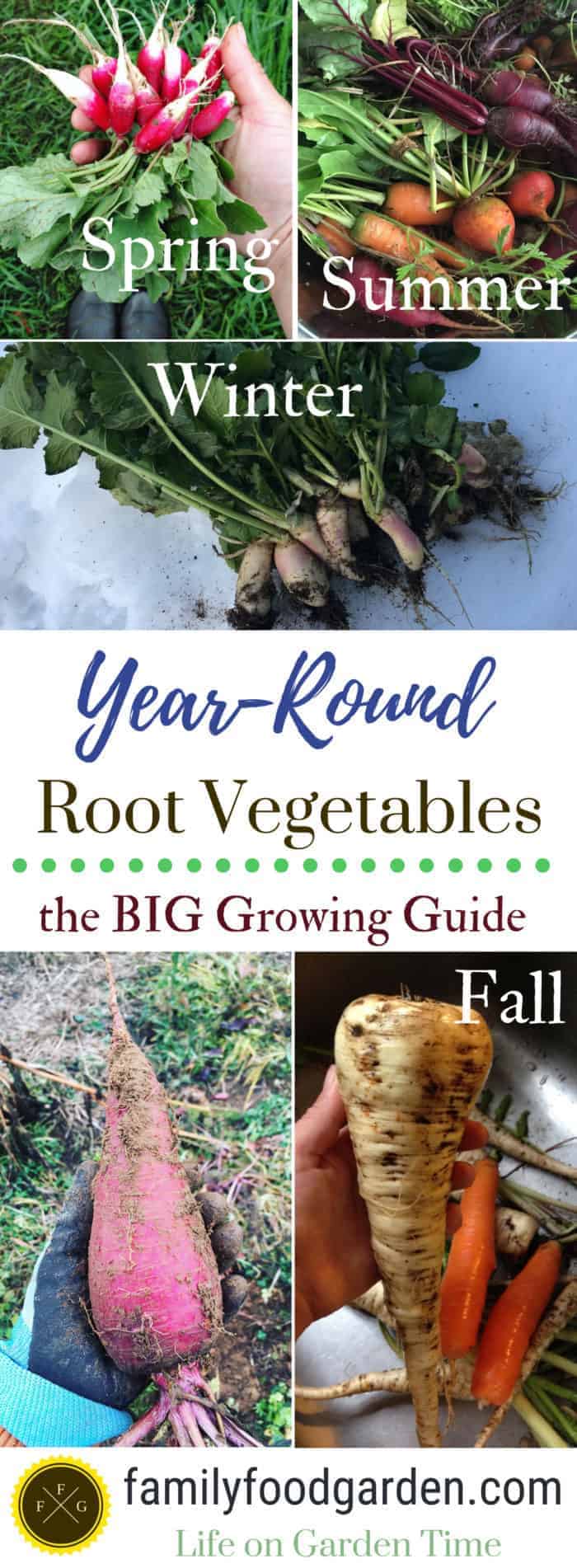 Big guide to growing root vegetables