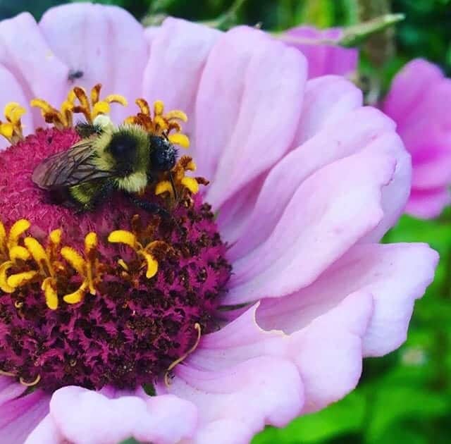 Bee On Lavender Zinnia