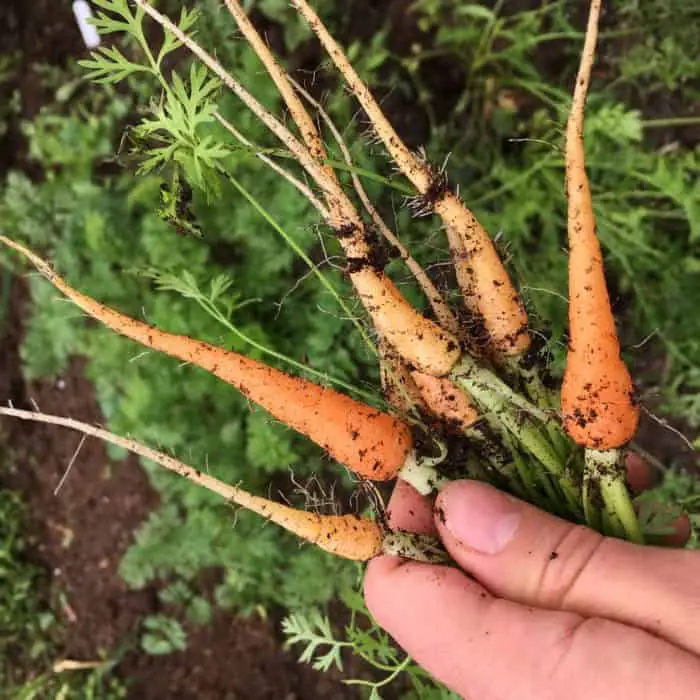Thinning vegetables is so important for success in growing root vegetables