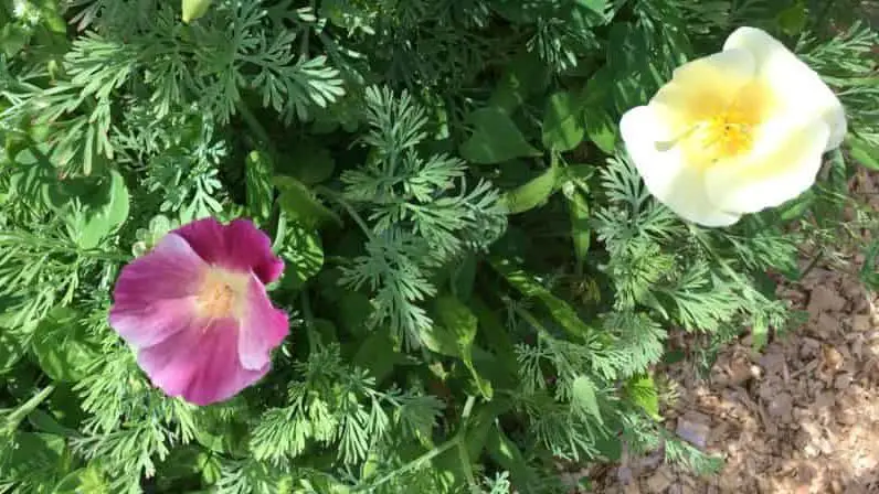 Iceland poppies