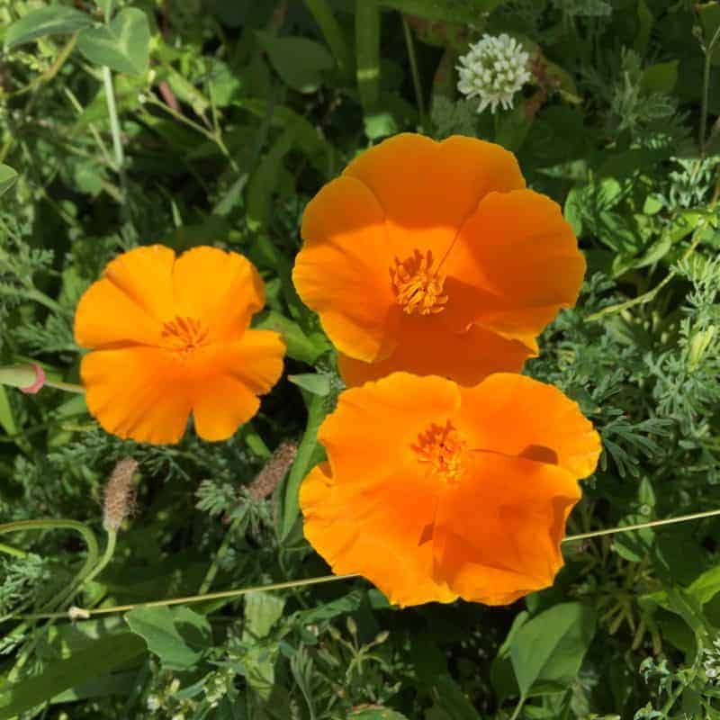 Orange California Poppies