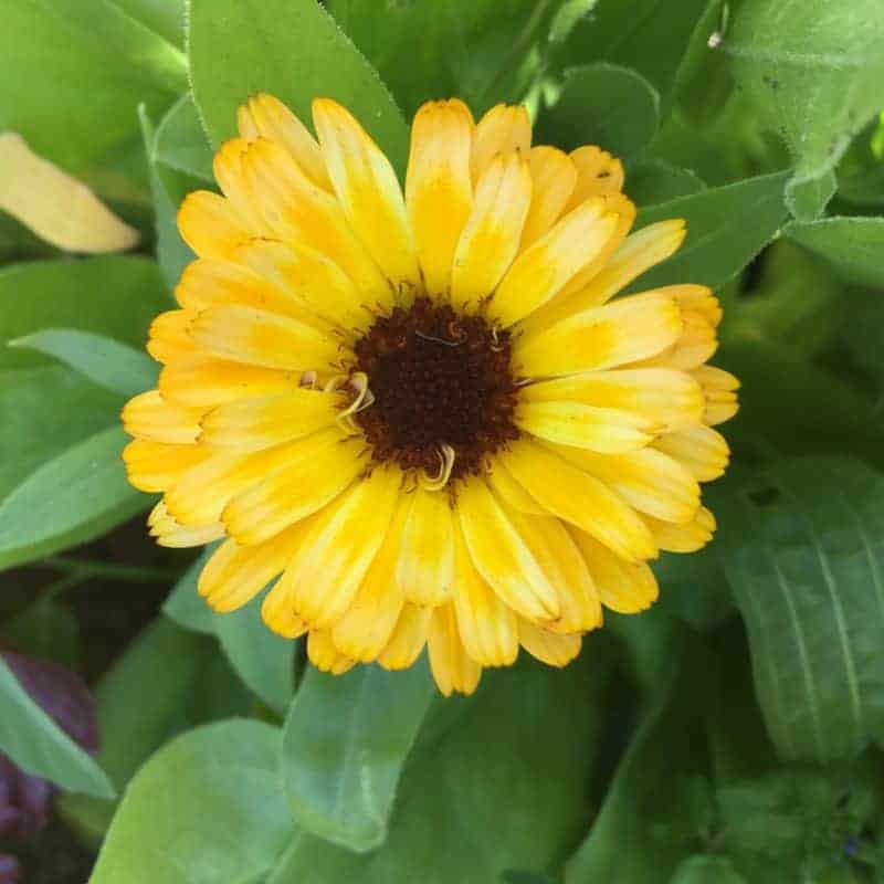 Beautiful Yellow Calendula Flower