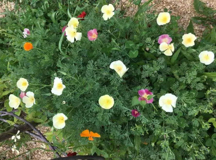 Iceland Poppies & California Poppies