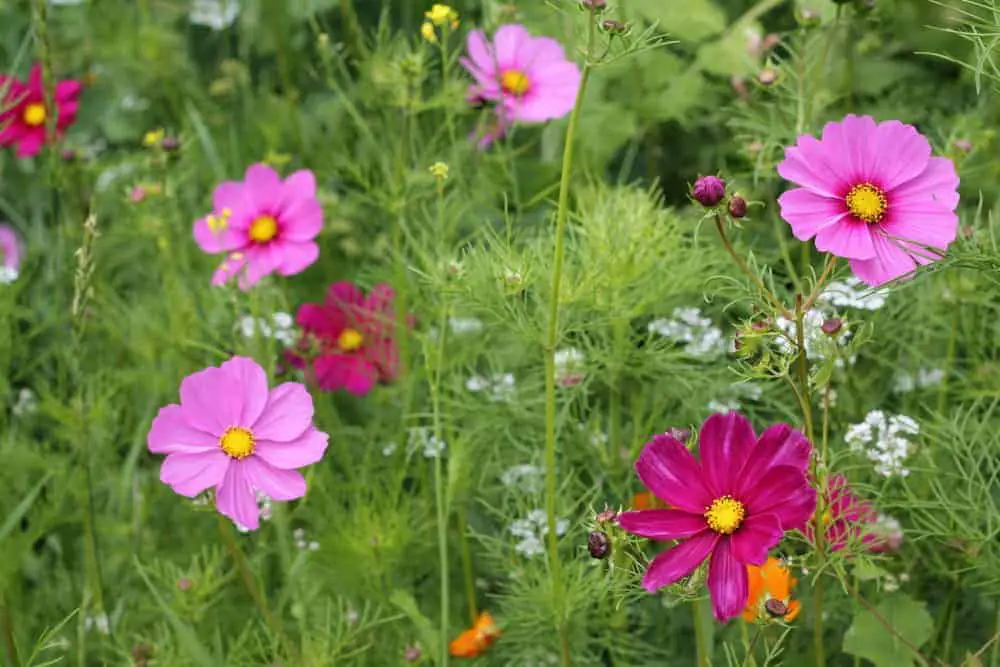 Pretty Pink and Crimson Cosmos Flowers