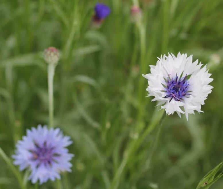 Lavender and White Bachelor Buttons