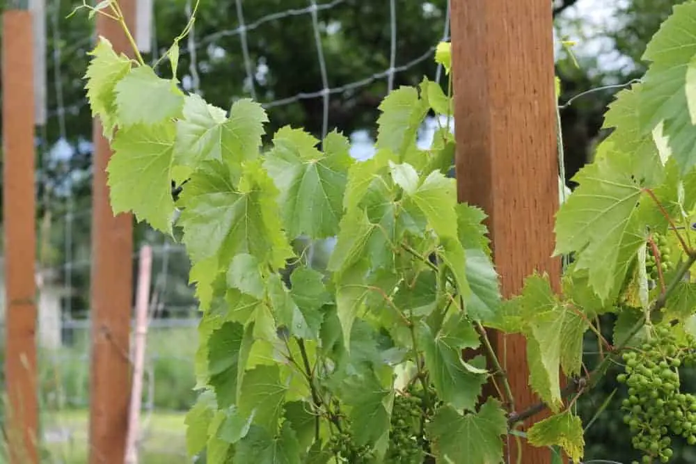 The use of a large fence line for trellising grapes