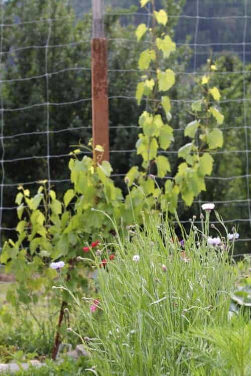 8 foot elk fence line to trellis grapevines