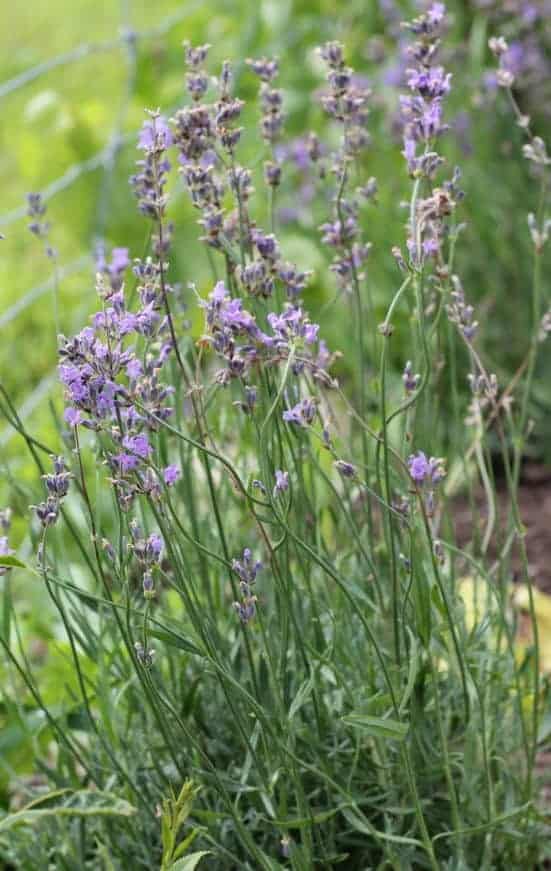 Fresh garden lavender