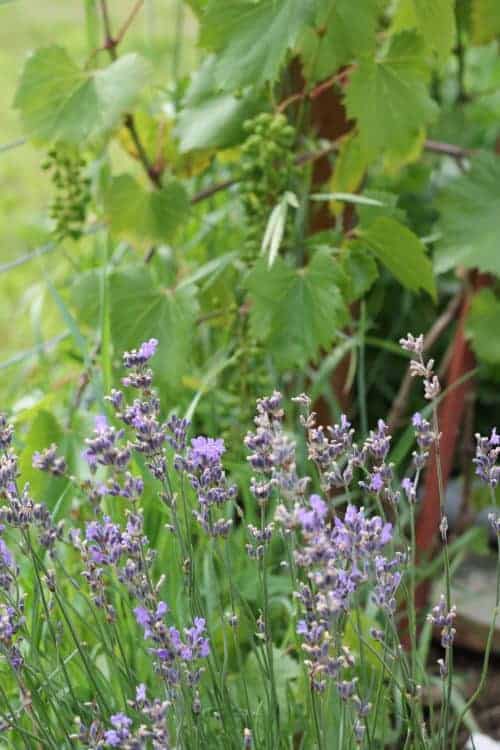 Lavender around grapevine deters rodents