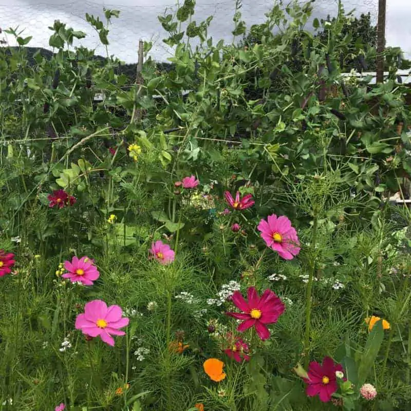 Colorful Cosmos In The Garden