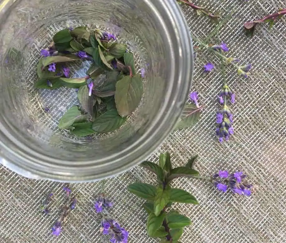 Lavender chocolate mint tea blend