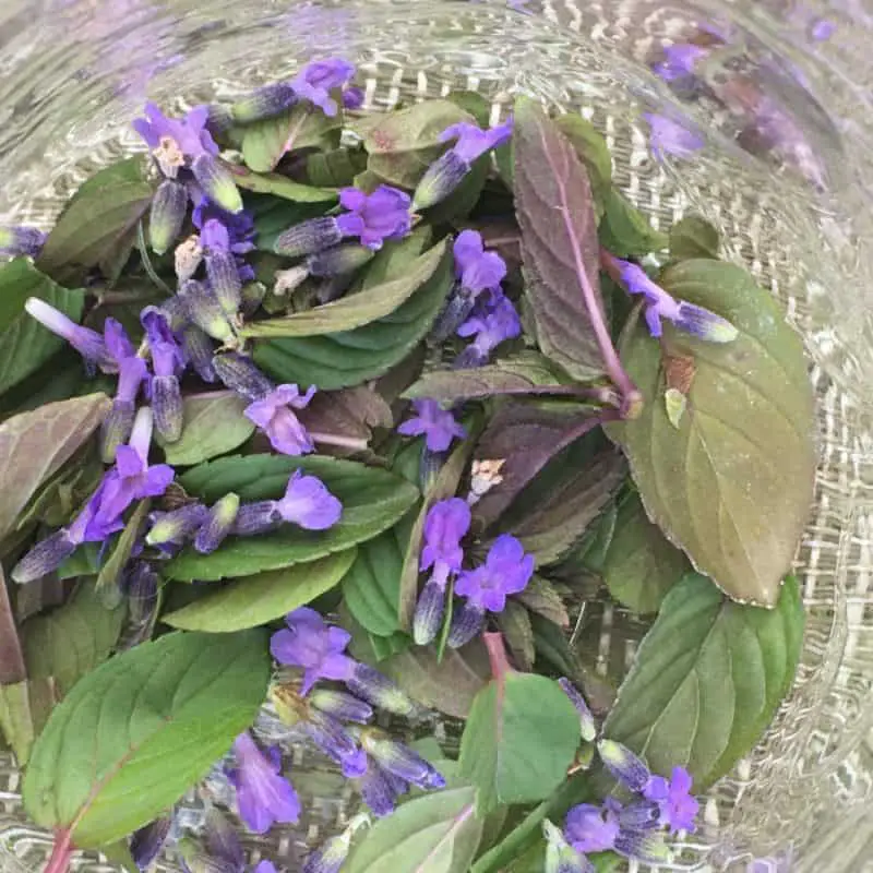 Lavender chocolate mint tea blend