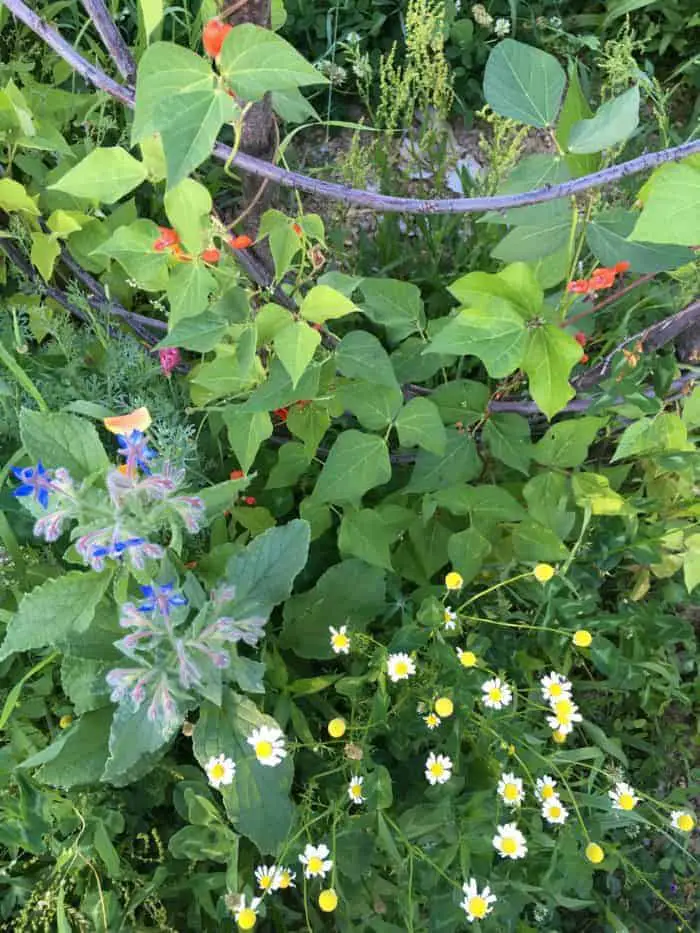 Herbs around a bean trellis