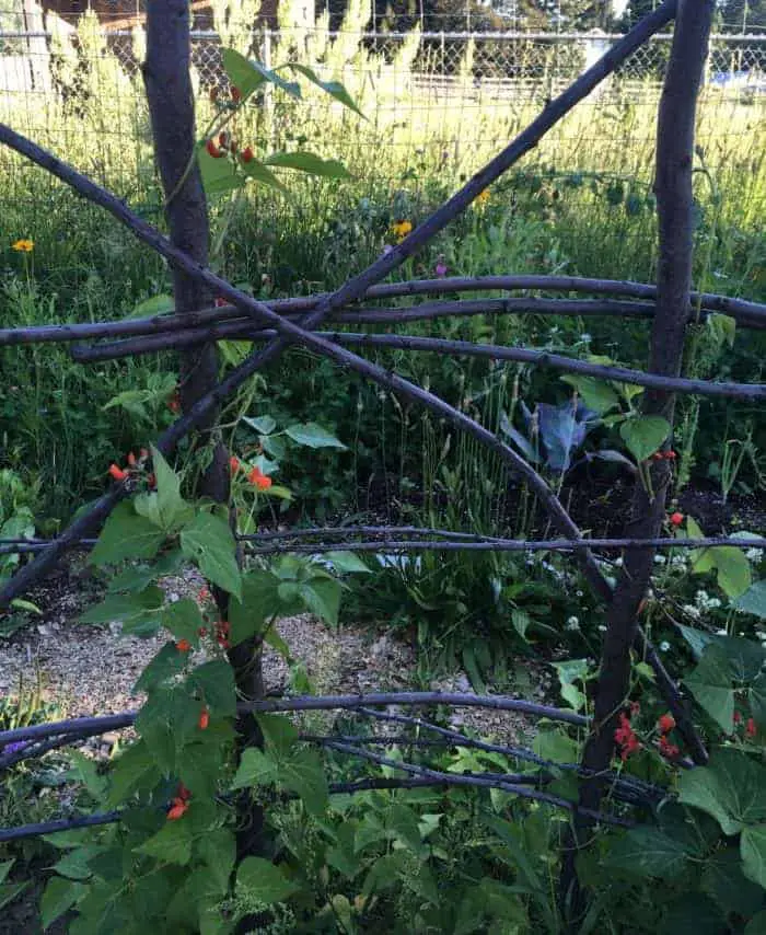 We planted scarlet runner beans as the climbing bean