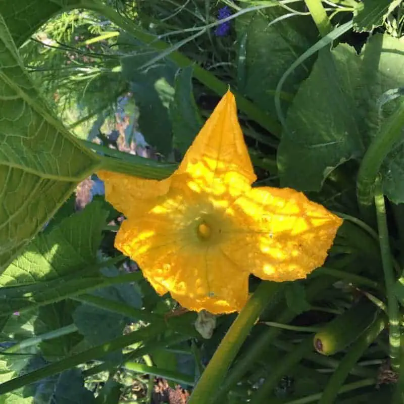 Squash flowers need to be pollinated to produce