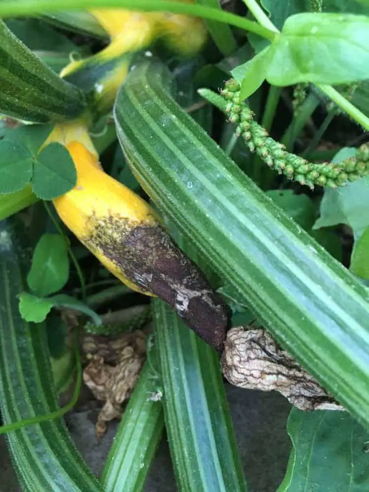 Zucchini rotting on the plant