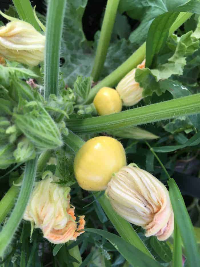 Summer squash need to be pollinated to produce