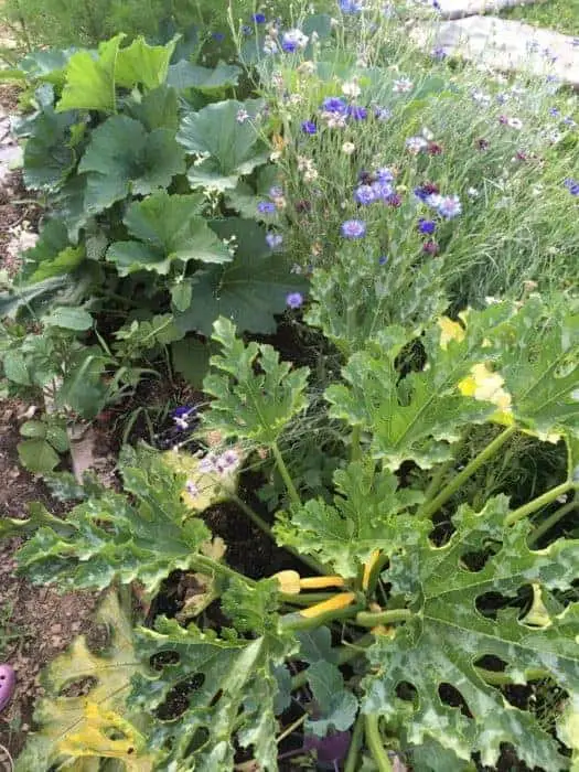 Grow flowers around zucchini to increase pollination rates