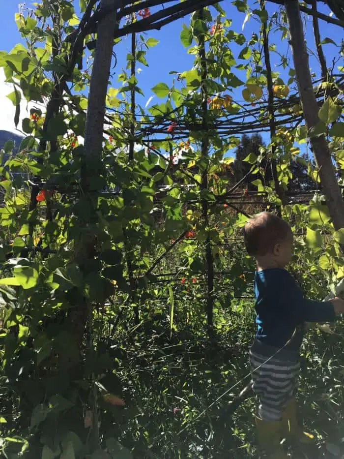 Grow a kids bean house for a fun playhouse