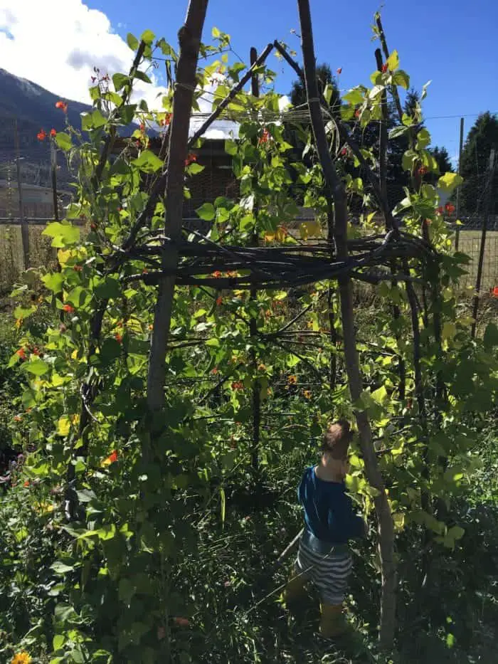 Grow a kids bean house for a fun playhouse