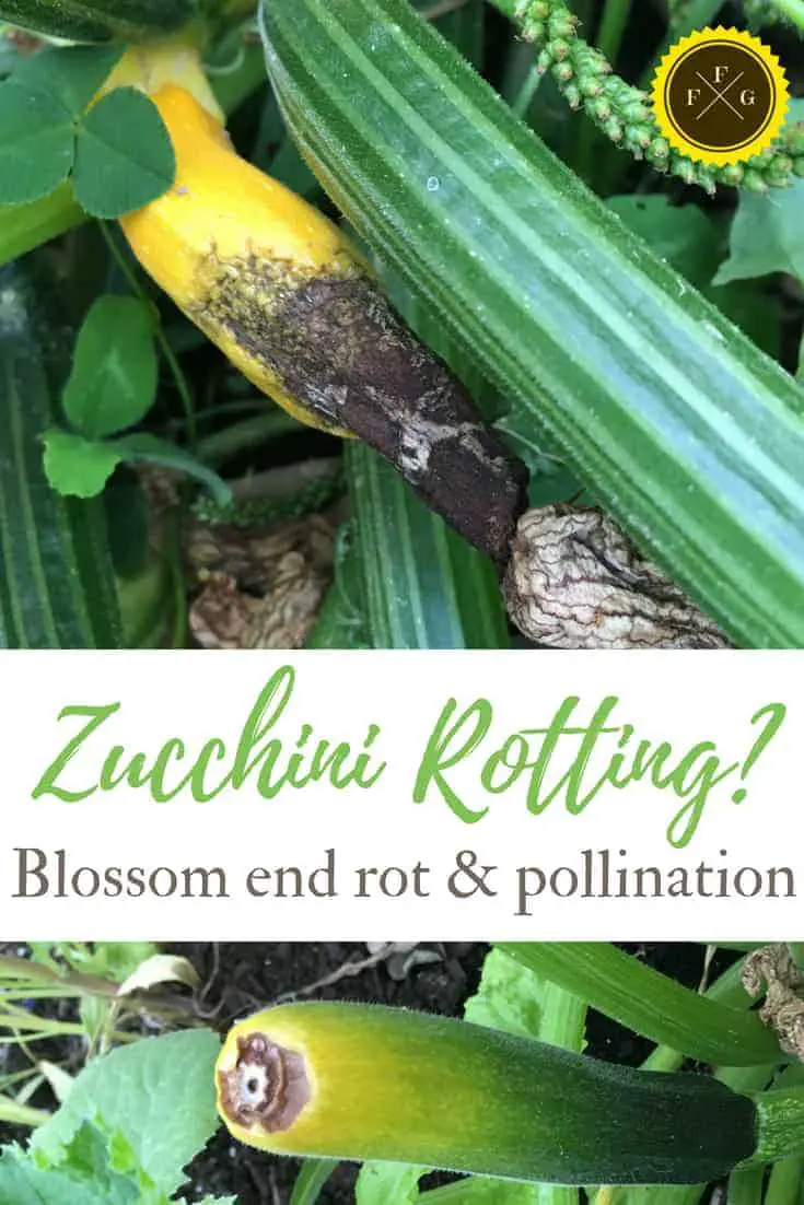 Blossom end rot and zucchini pollination problems