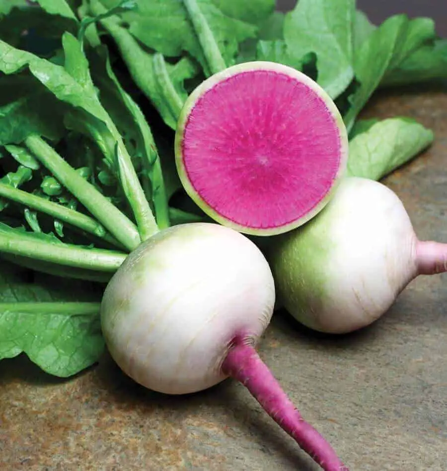 Watermelon radishes are stunning!