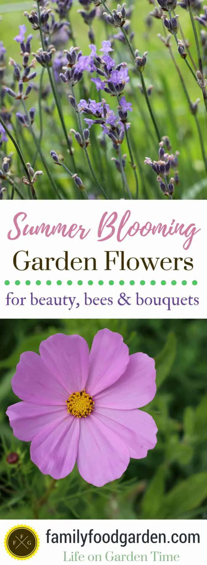Easy to grow long blooming summer garden flowers