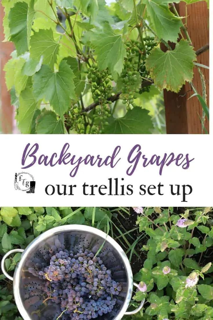 Diy Grape Vine Trellis How To Build A Homemade Arbor In The Backyard