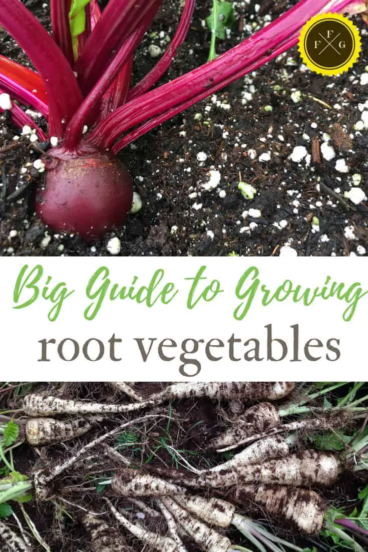 Grow root vegetables