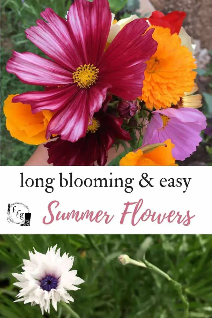 Easy to grow long blooming summer garden flowers