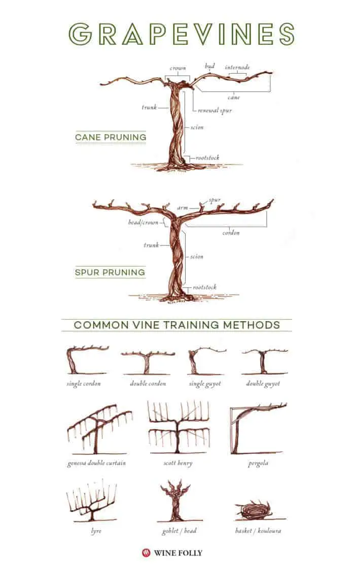 Prune grape vines