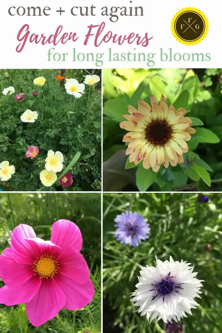 Easy Flowers that Bloom all Summer | Family Food Garden