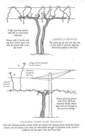 Trellis grape vine