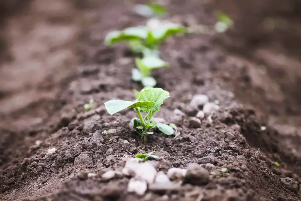 Certain crops better suited to raised vegetable garden beds