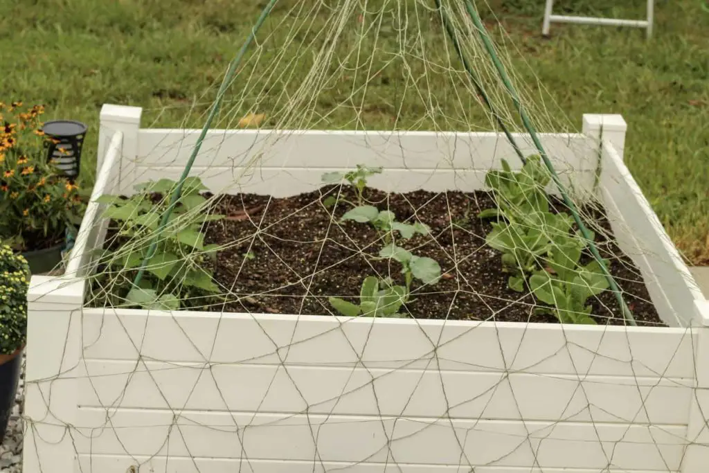 Raise vegetable garden bed with net