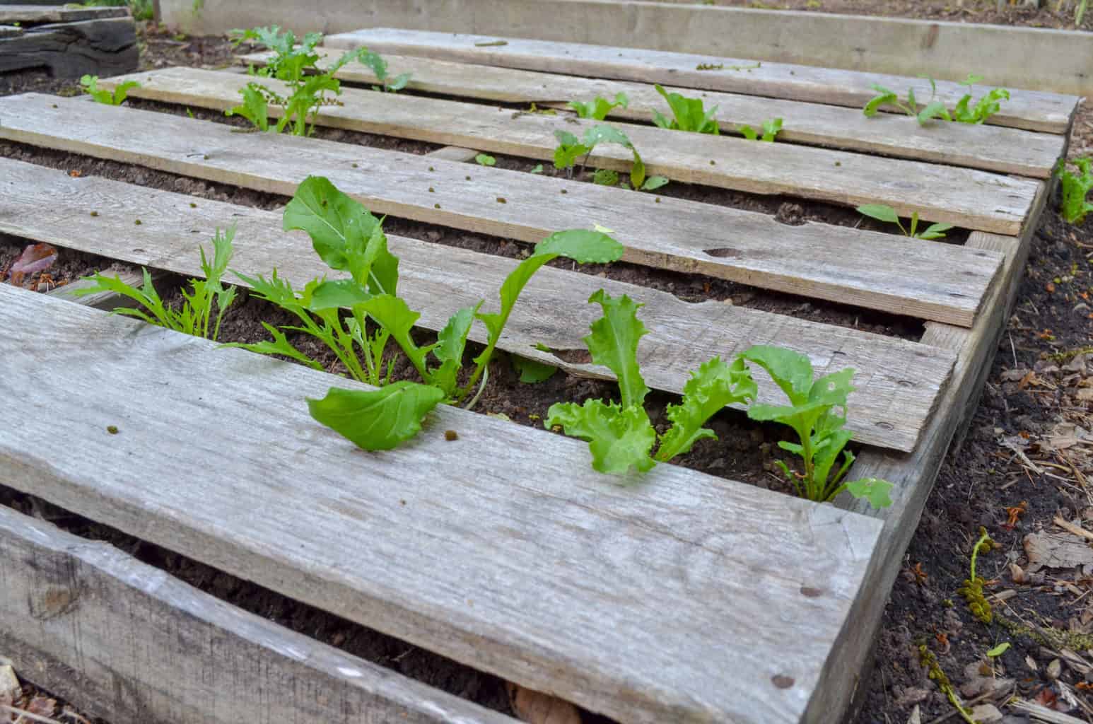Building Raised Garden Beds & Soil Mix | Family Food Garden