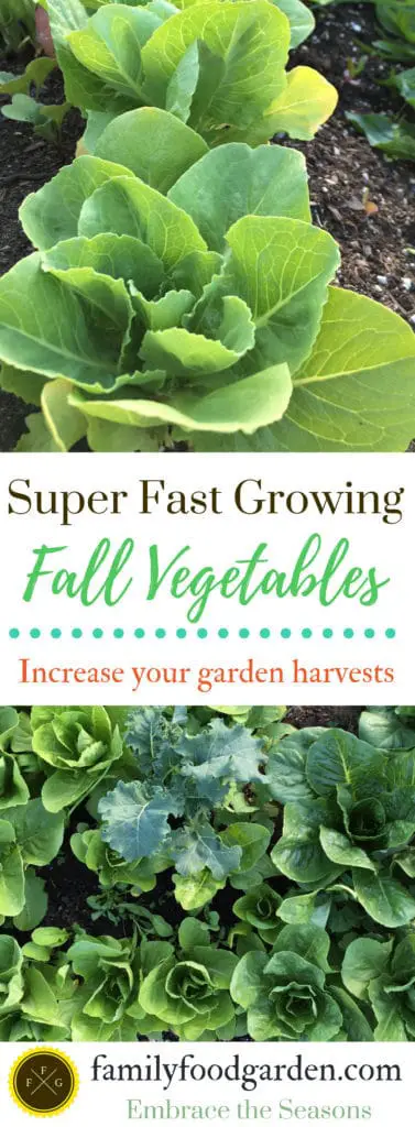 Fast growing fall vegetables for your fall vegetable garden