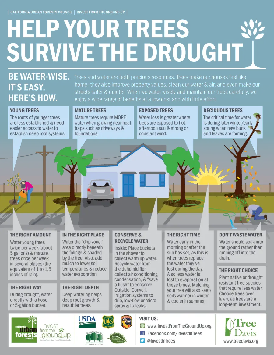 Help Your Trees Survive The Drought