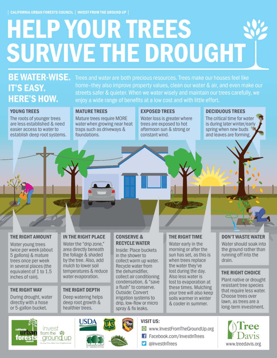 Help Your Trees Survive The Drought