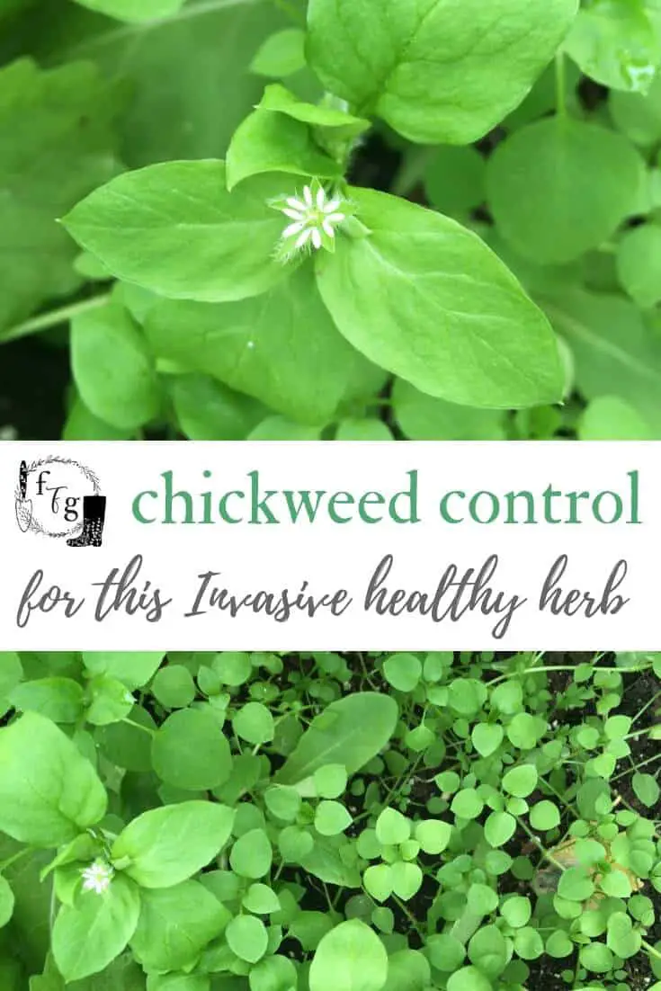 Chickweed control in the garden