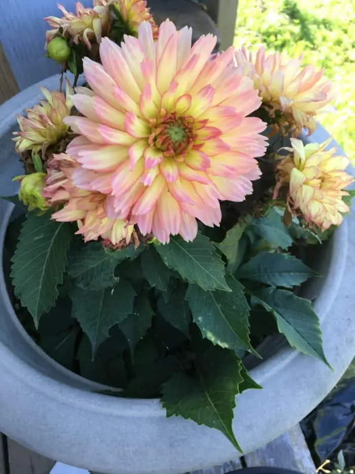 You can grow Dahlias in containers