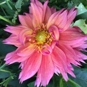 Planting dahlias