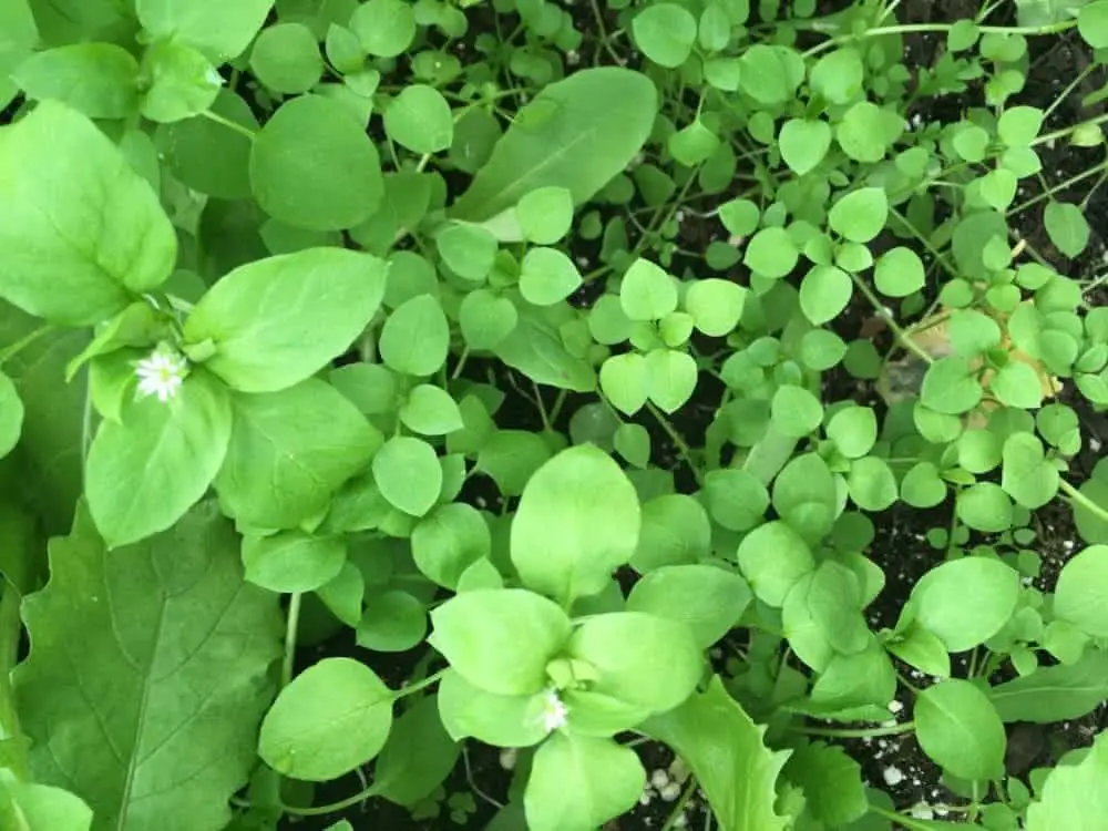 Chickweed