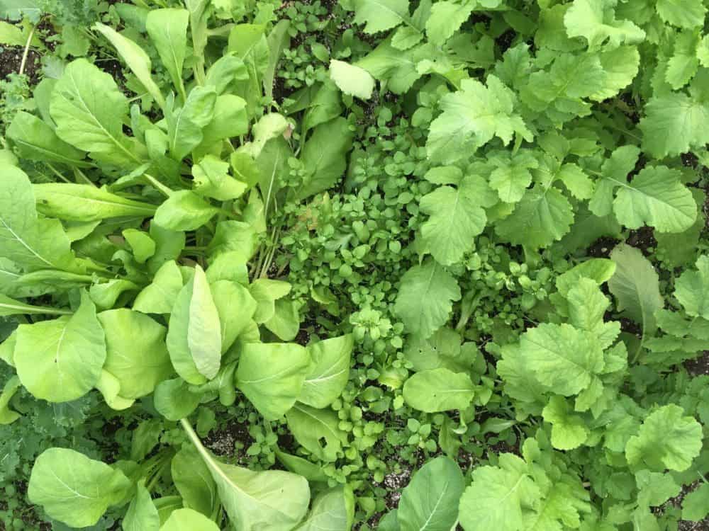 Chickweed is a ground cover that can take over