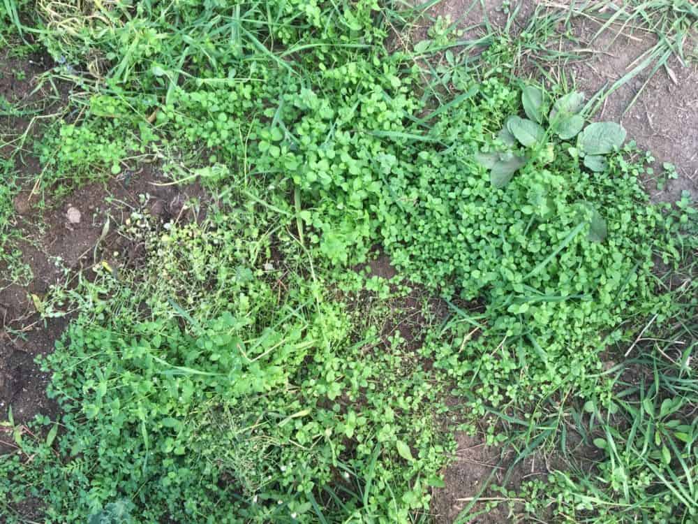 Chickweed - A Ground Cover