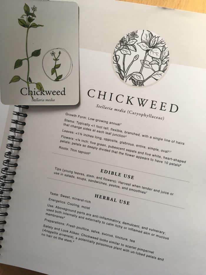 Chickweed benefits