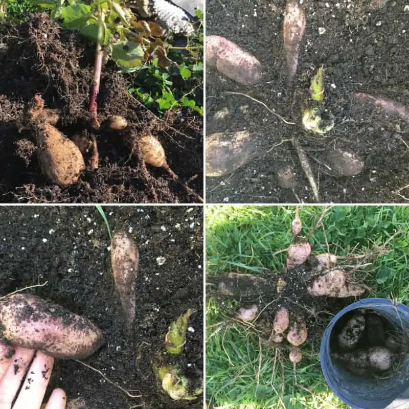 Pulling up dahlia tubers for overwintering 