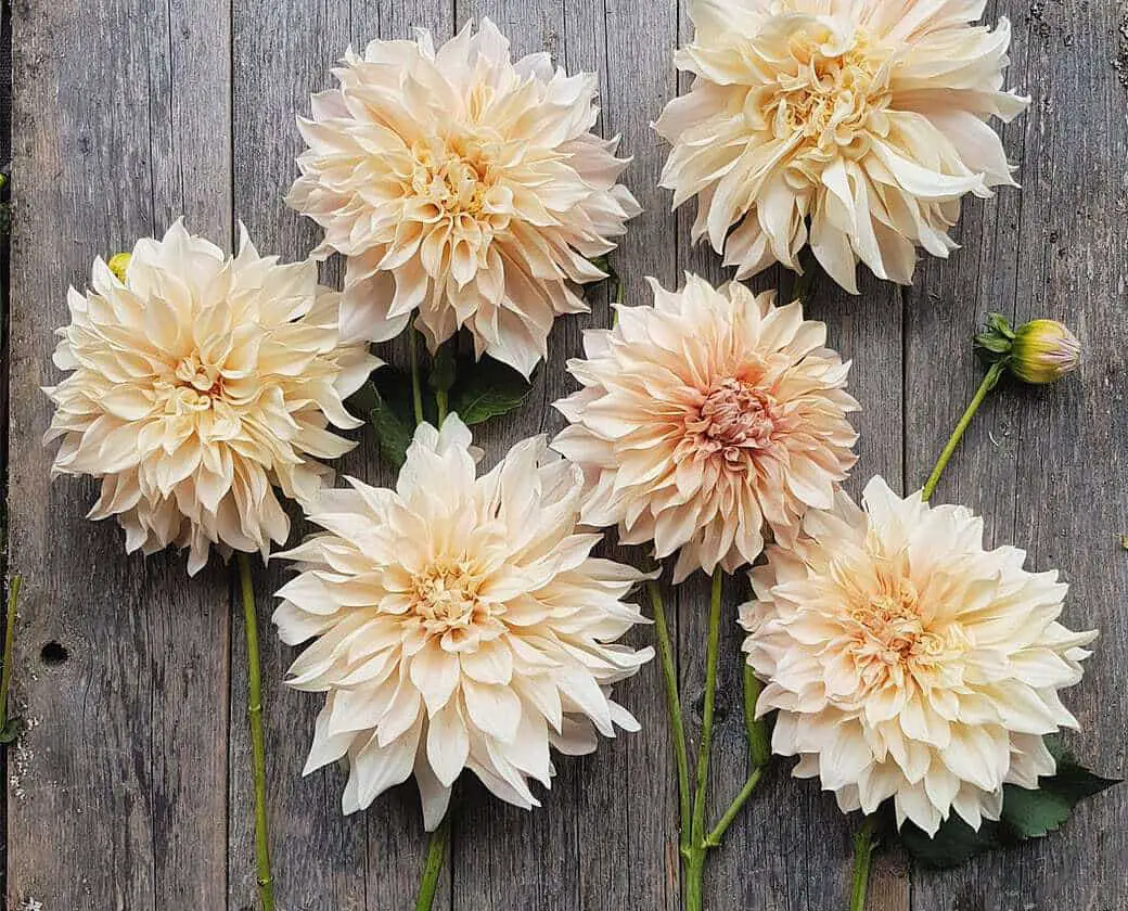 Cafe au Lait Dahlias